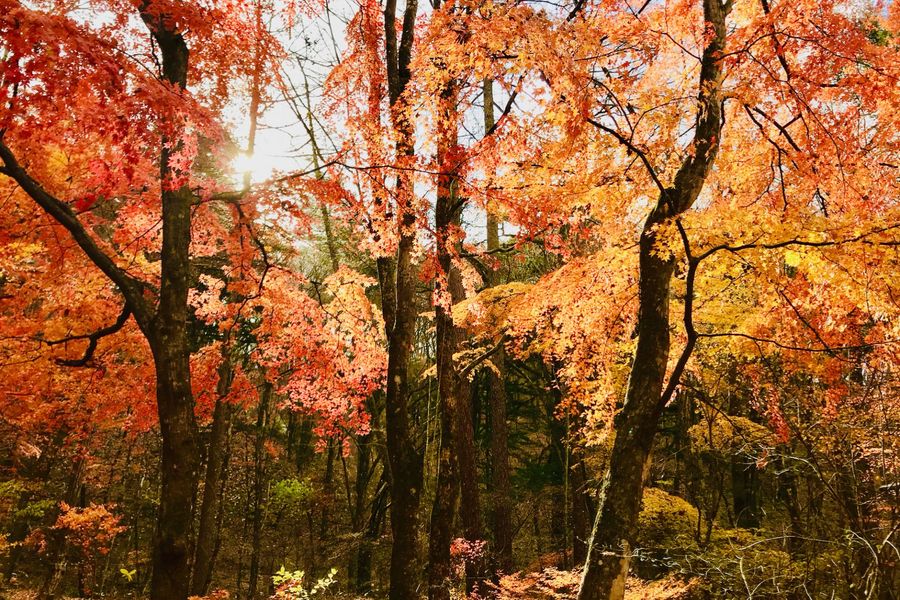 Autumntree